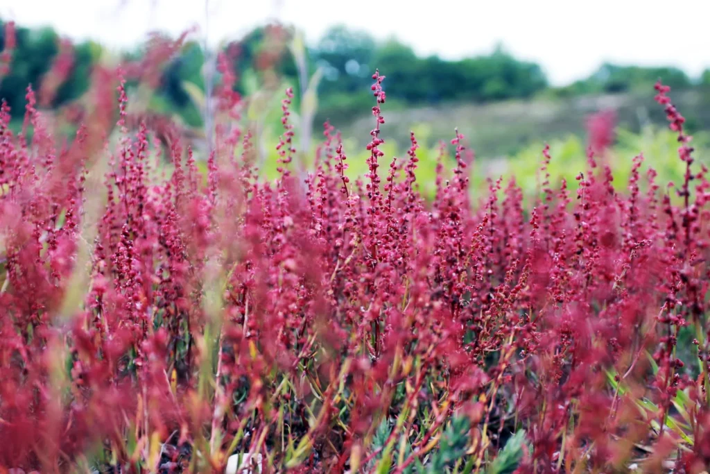 Field of pink wildflowers in bloom.