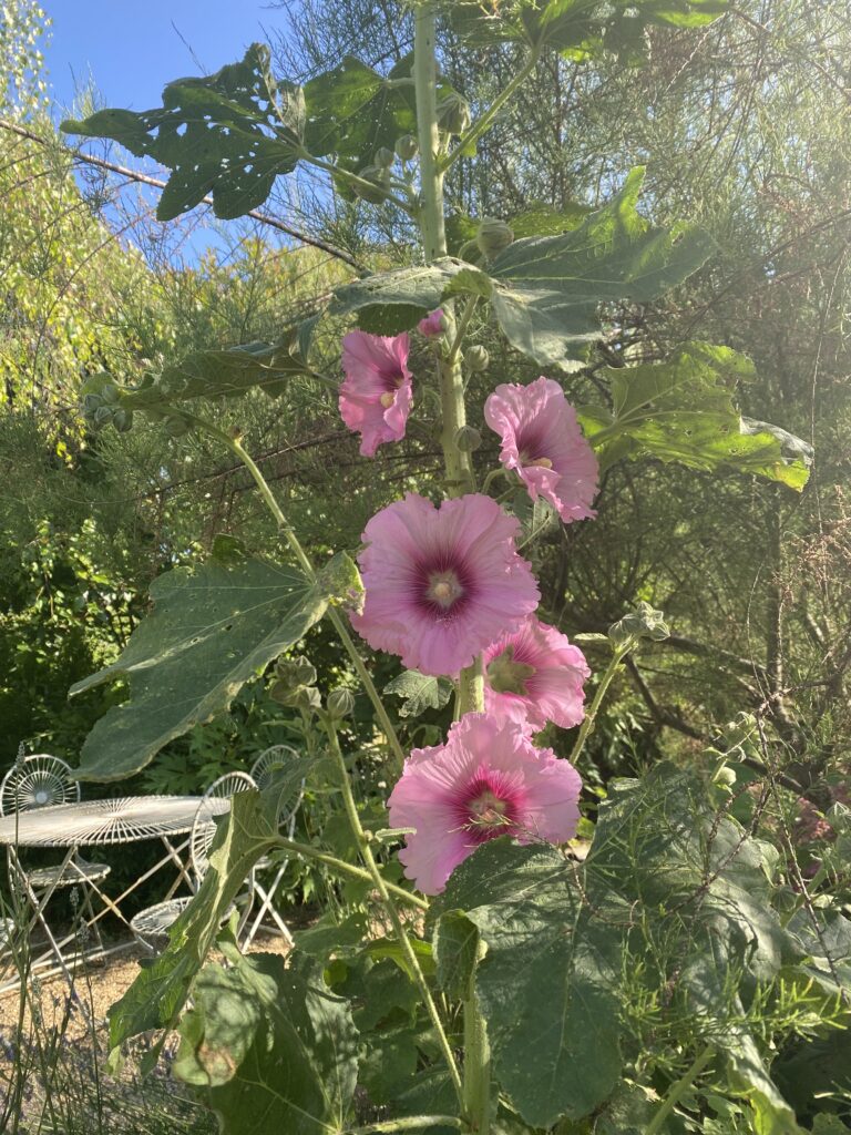 Pink hollyhocks blooming in garden.